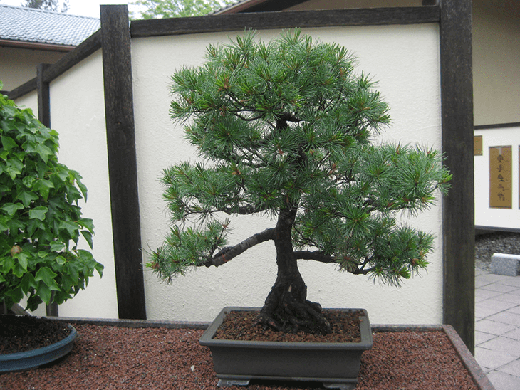 Japanese Culture: Japanese Bonsai tree