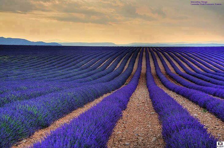 Best Time to Visit Provence, France