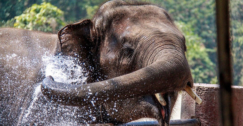 Elephants chiang mai