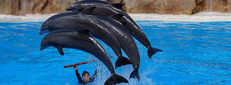 Best thing to do spend a day at Loro Parque