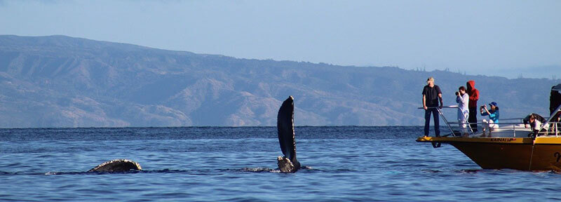 When is The Best Time to Visit Puerto Vallarta Mexico for whale watching