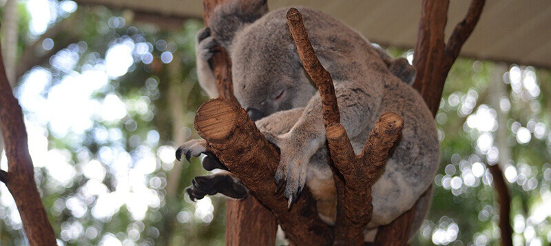 How Many Days in Brisbane