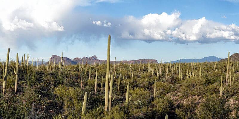 East Tucson, where to stay in Tucson for nature lovers