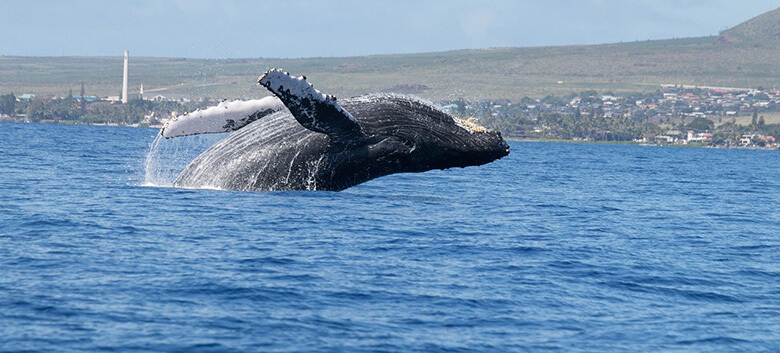 Lahaina