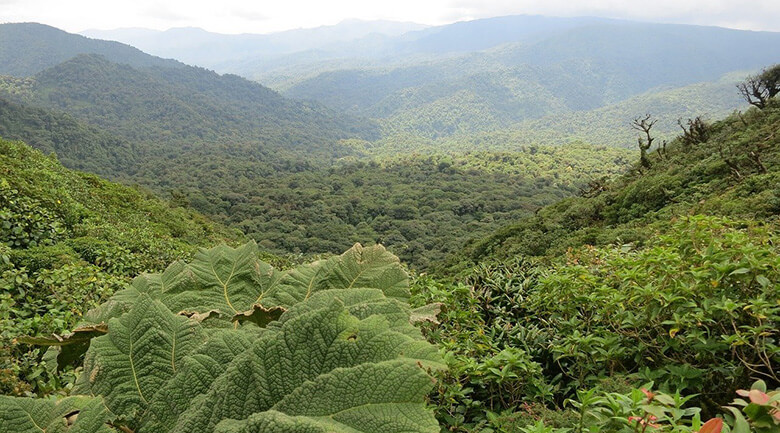 Monteverde, best ecotourism area in Costa Rica